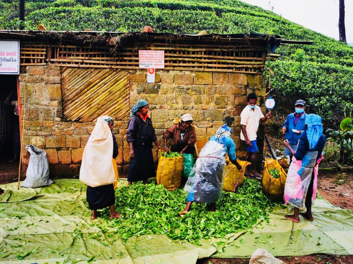 Butterfly Mountain Lake Side Maskeliya Exterior foto